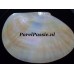 Zuidzee Parel oester schelp ca.12cm 30 jaar getrouwd of trofee hanger 